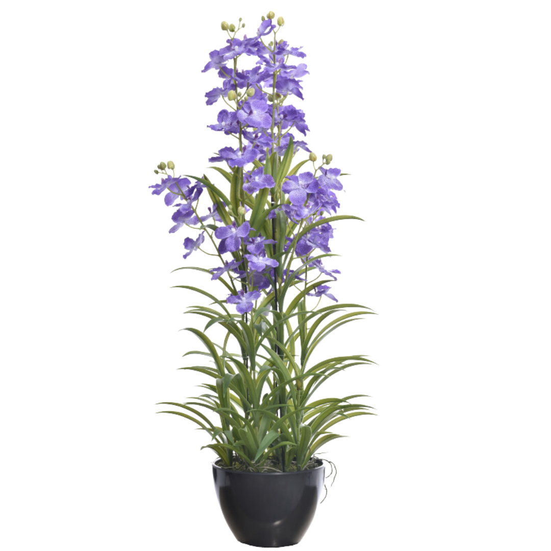 Orchidėja vazone LA713