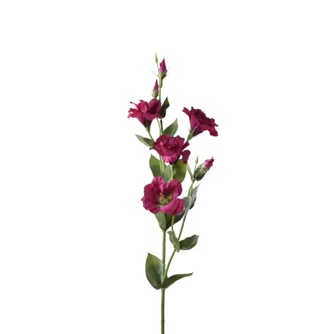 Eustoma SUN345