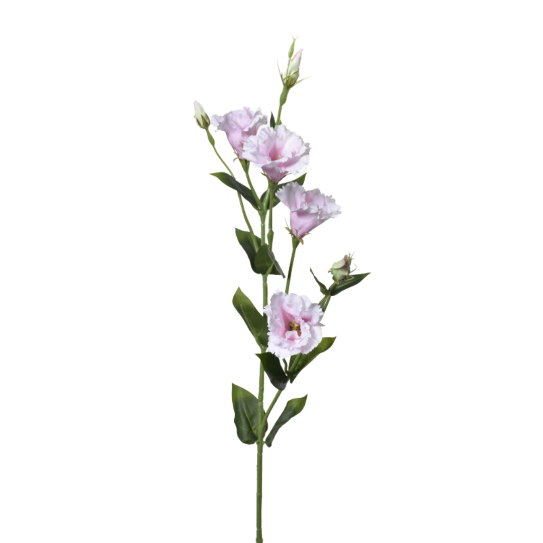 Eustoma SUN345