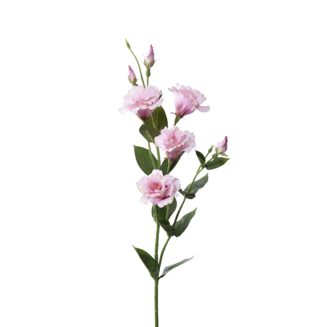Eustoma SUN345
