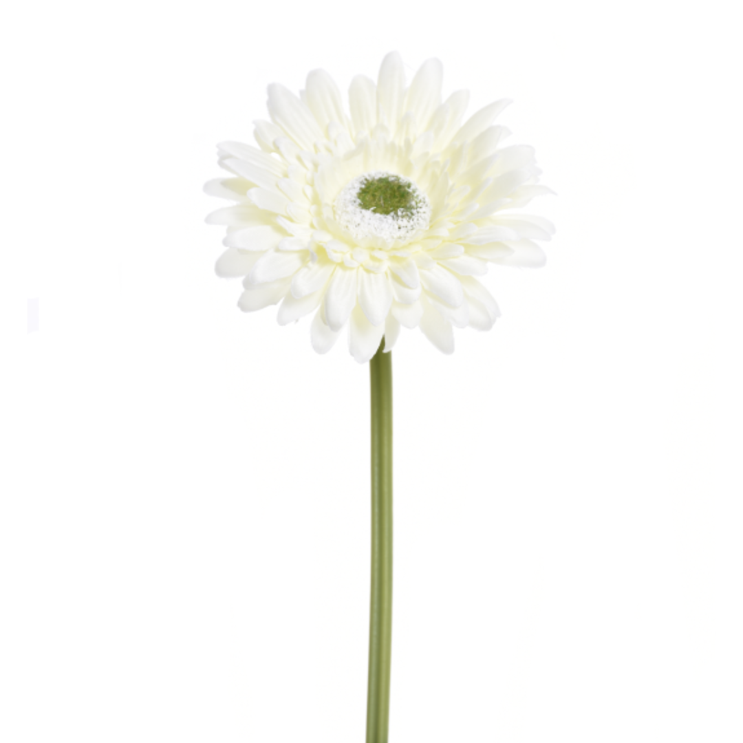 Gerbera SUN529