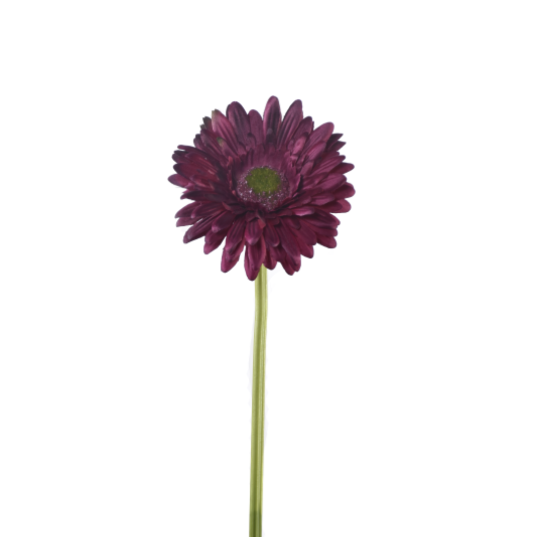 Gerbera SUN529