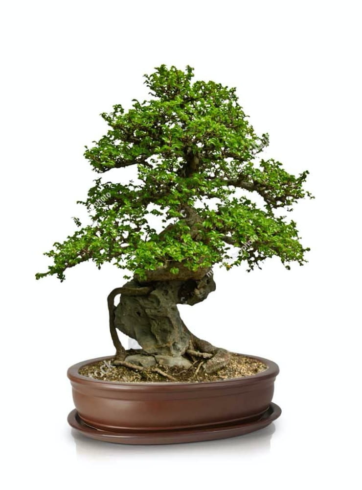 bonsai vazonas