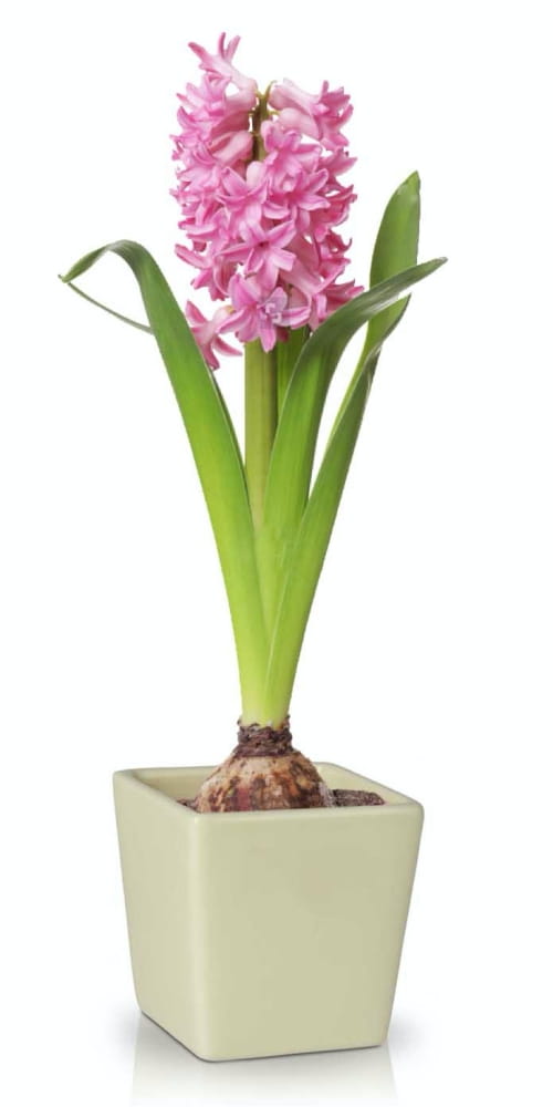 DECO vazonas 37021