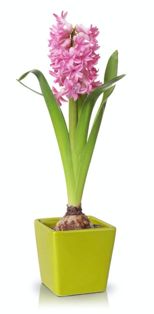 DECO vazonas 37021
