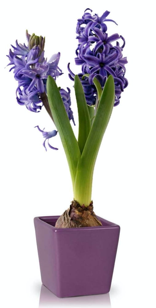 DECO vazonas 37021