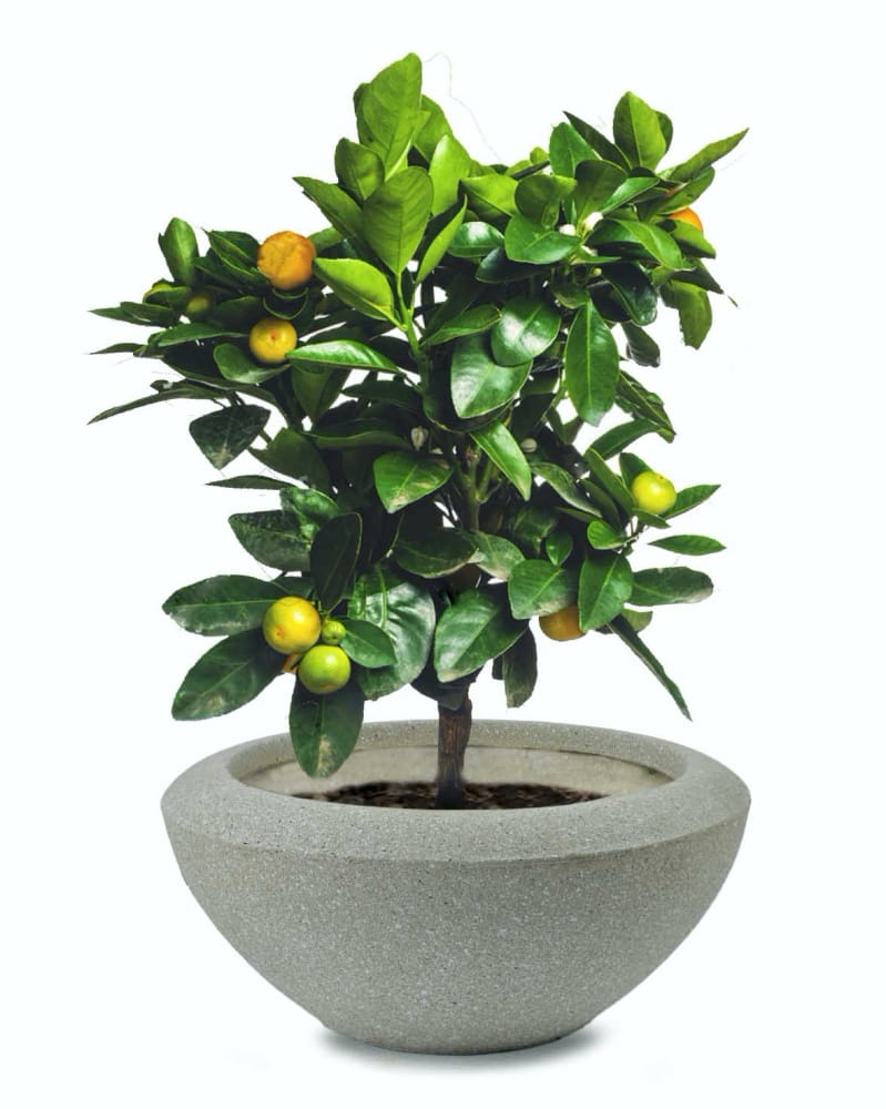 ECOLITE vazonas 88026