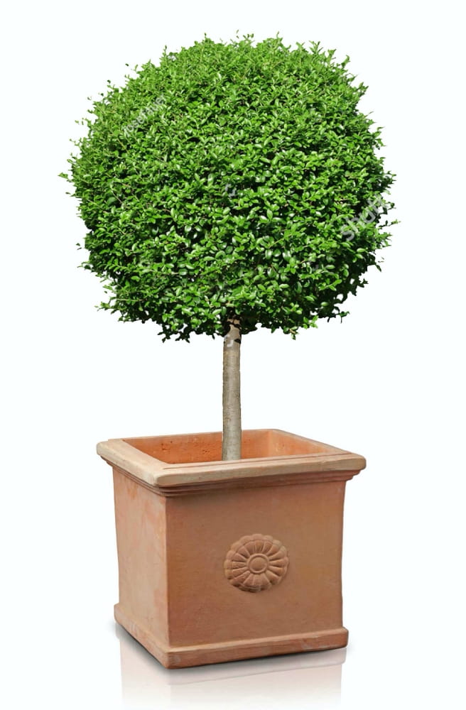 TUSCAN vazonas 75205