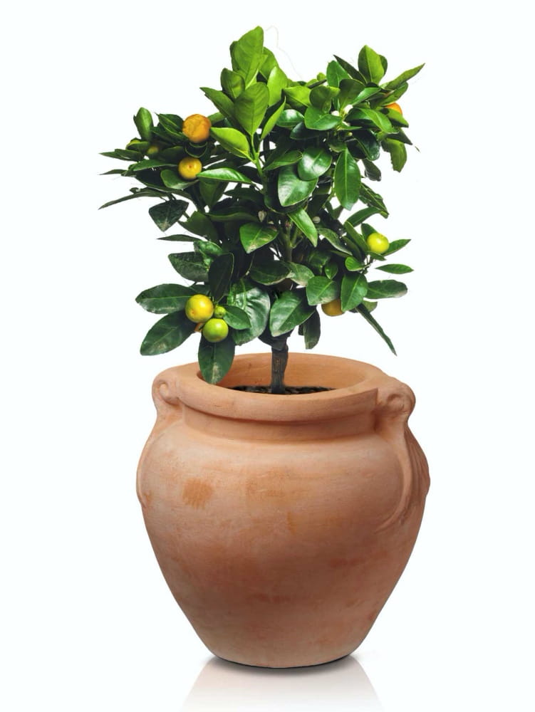 TUSCAN vazonas 75209