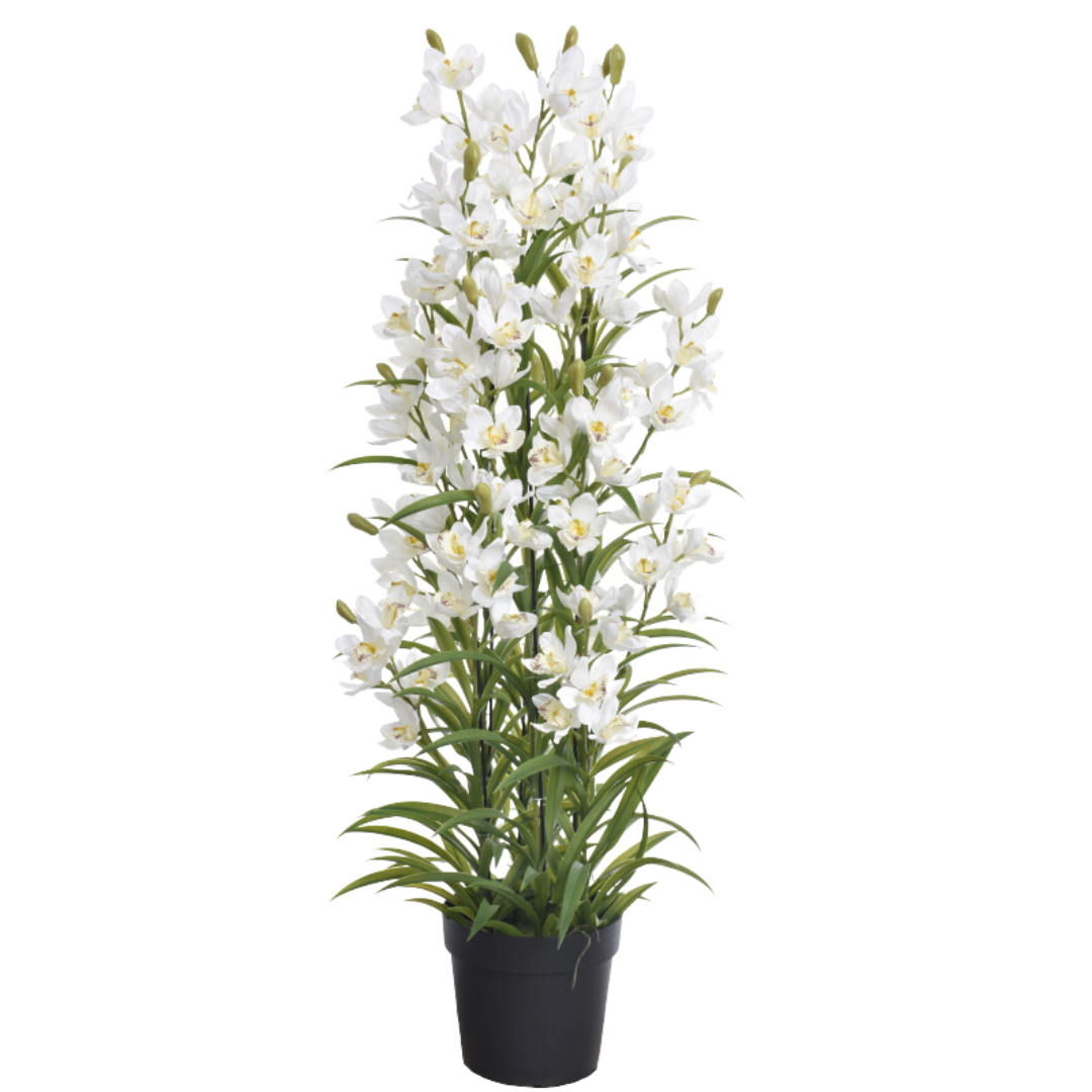 Orchidėja vazone LA711