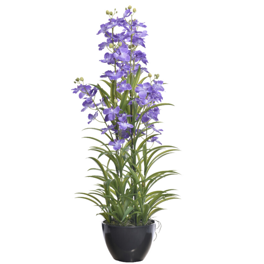 Orchidėja vazone LA713