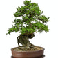 bonsai vazonas