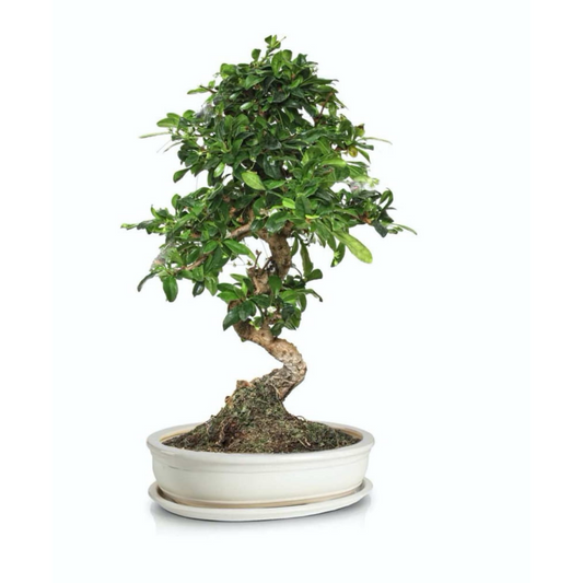 BONSAI vazonas 16035