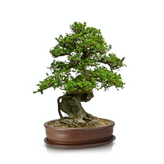 BONSAI vazonas 16037