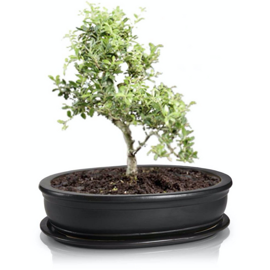 BONSAI vazonas 16036