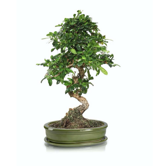 BONSAI vazonas 16038