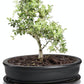 bonsai vazonai