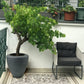 ECOLITE vazonas 88024