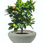 ECOLITE vazonas 88026
